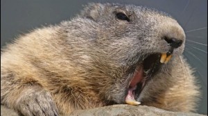 Create meme: marmot, Groundhog Phil, Bobr common