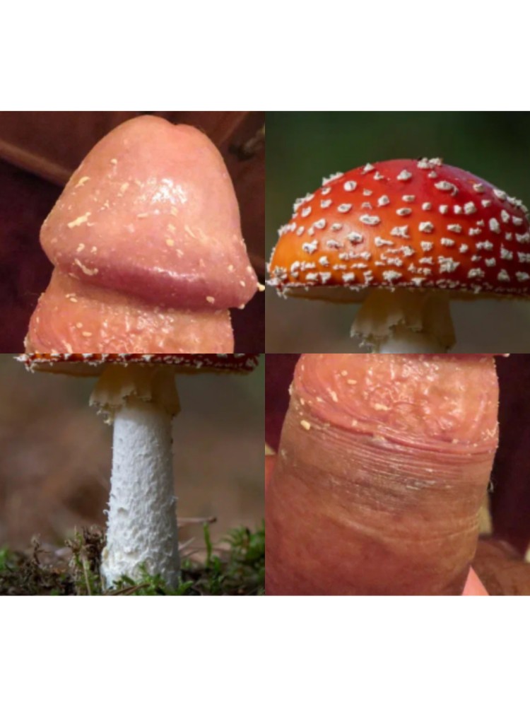 Create meme: fly agaric, Amanita muscaria, fly agaric varieties