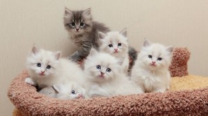 Создать мем: очаровательные котята, сибирские котята, пушистые котята