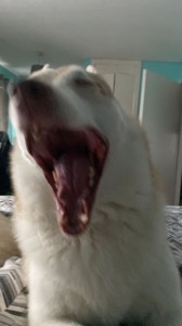 Create meme: yawning cat, cat, animals funny