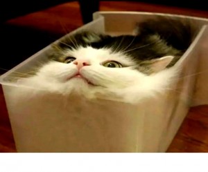 Create meme: cute cats funny, funny cats, cat