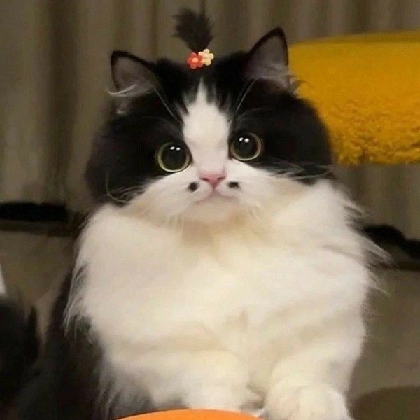 Create meme: cat with a mustache, cat , cat 