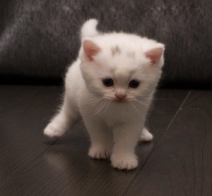 Создать мем: белый котёнок со шрамом, британские котята белые с пятнами, кошка белая