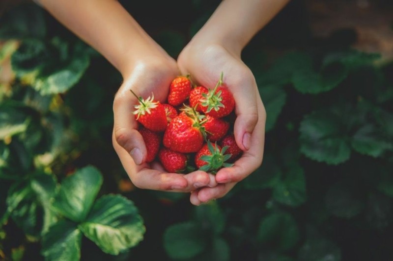 Create meme: strawberry aesthetics, fresh strawberries , strawberry variety
