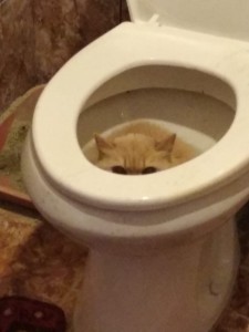 Create meme: toilet, cat, toilet