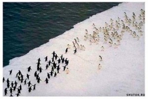 Create meme: penguins in Antarctica, Antarctica