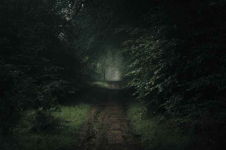 Create meme: nature forest , the road in the forest, dark forest