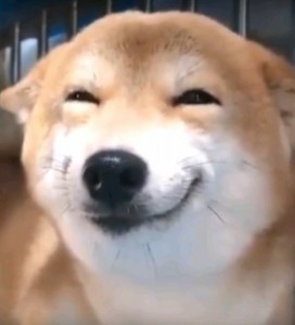 Create meme: dog Ulybka, dog Ulybka Shiba inu