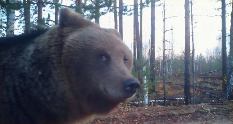 Создать мем: медведь в ковдоре, медведь лесной, бурый медведь