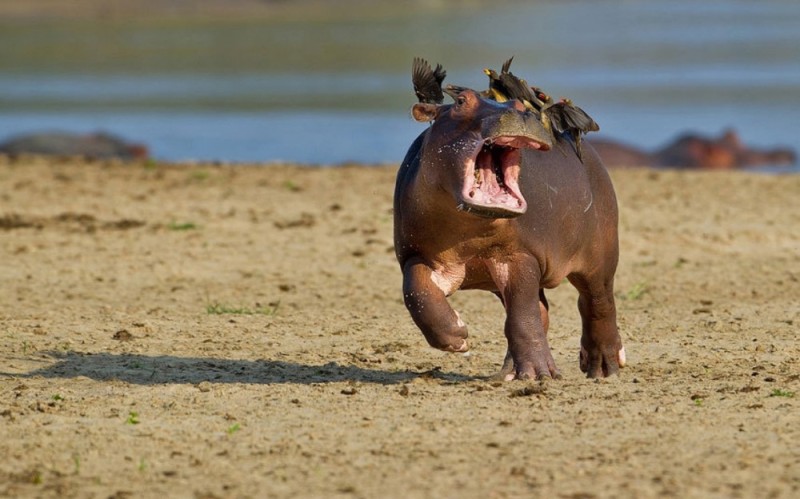 Create meme: funny hippo, the hippopotamus is small, Hippo 