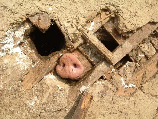 Create meme: piggy's nose, pig , swine fever