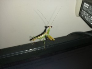Create meme: mantis ordinary, beetle mantis, sphodromantis viridis praying mantis