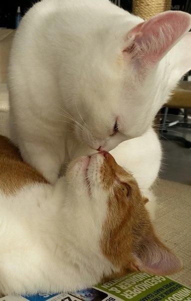 Create meme: I kiss you, kitty, Kiss the cat, kitty kisses a cat