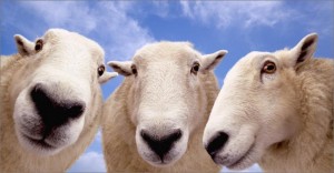 Create meme: farm sheep, RAM, three lamb