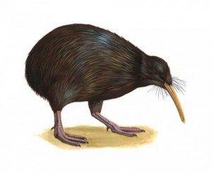 Create meme: kiwi's, bird drawing, kiwi