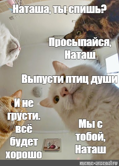 Наташа Ты Спишь Коты Картинки