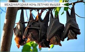 Create meme: bat species, bat steel, The bat