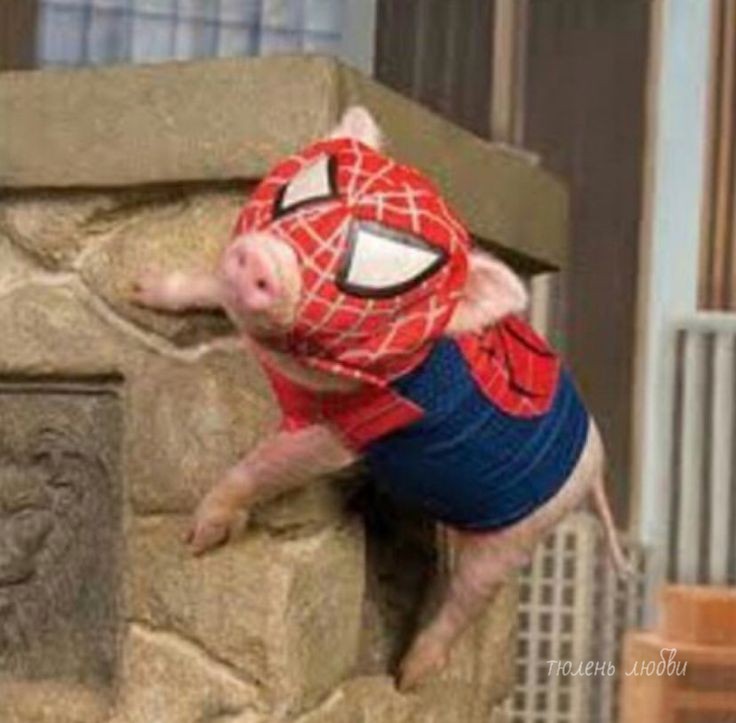 Создать мем: spider pig, человек паук свинка, свинья паук