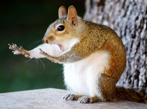 Create meme: funny animals, happy squirrel, protein