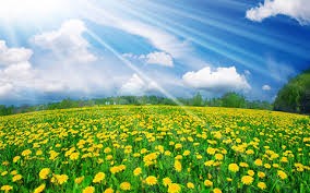 Create meme: field of dandelions, meadow with dandelions, green meadow sun