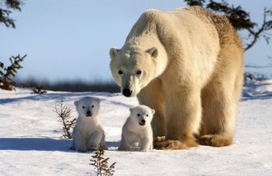 Create meme: the polar bear is cute, white polar bear, polar bear