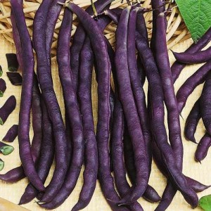 Создать мем: фасоль пурпурная королева, аметист фасоль, фасоль овощная пурпурная королева