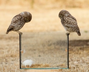 Создать мем: неоперившиеся совята картинки, little owl, животное