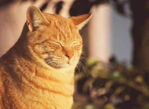 Create meme: orange cat, red cats, cat