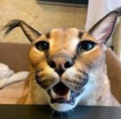 Create meme: slap the cat, the cat caracal, slap cat