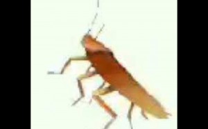 Создать мем: dancing cockroach meme gif, dancing roach, dancing roach autotune