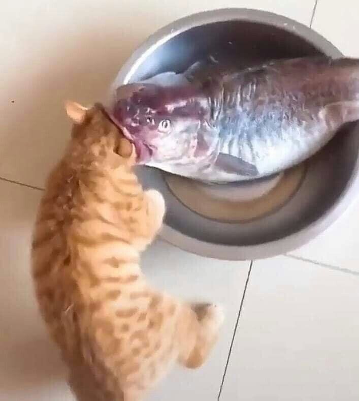 Create meme: red cat with fish, fish cat, cat 