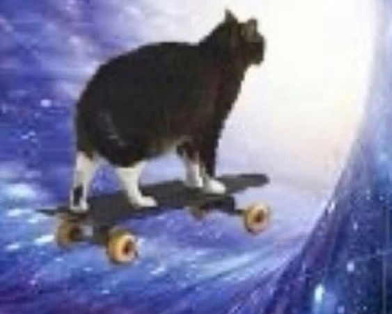 Create meme: cat on a skateboard, a cat on a skateboard, cat 