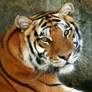 Create meme: tigress, tiger