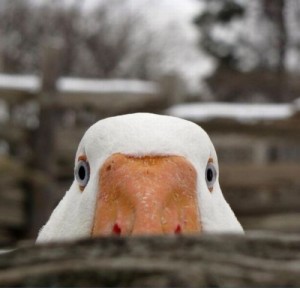 Create meme: Goose