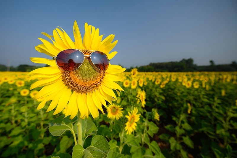 Create meme: sunflower with glasses, beautiful sunflowers, summer sunflowers