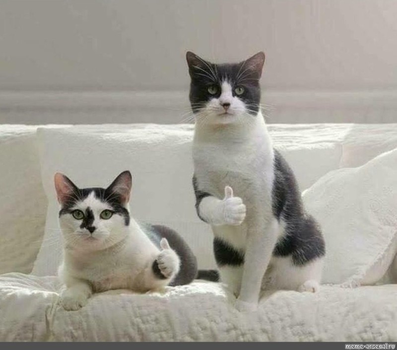 Создать мем: кот показывает большой палец, кот, кошка