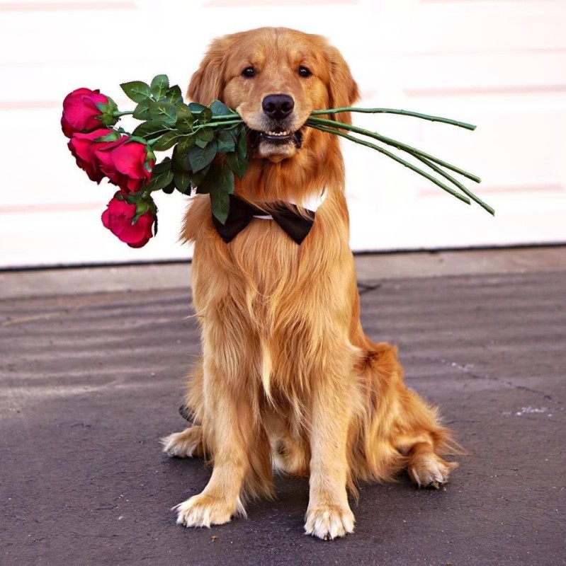Создать мем: собака с цветами, золотистый ретривер собака, щенок с цветами