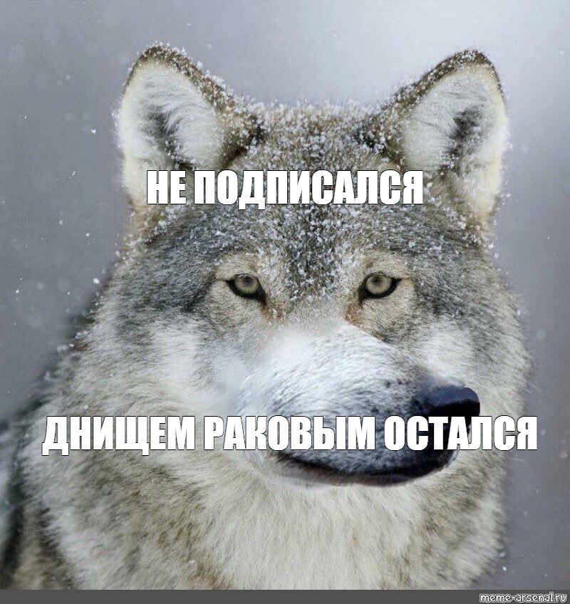 Работа не волк мем. Волк Мем. Мемы с волками. Волчьи мемы. Морда волка Мем.