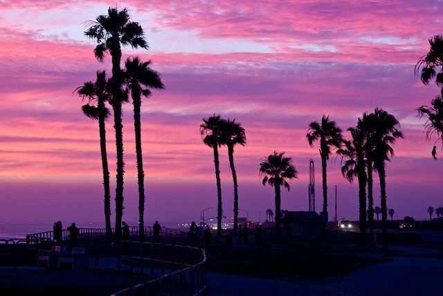 Create meme: California palm trees, Sunset in Los Angeles, Palm tree of Miami