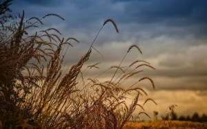 Create meme: sky clouds, ripe wheat, agriculture