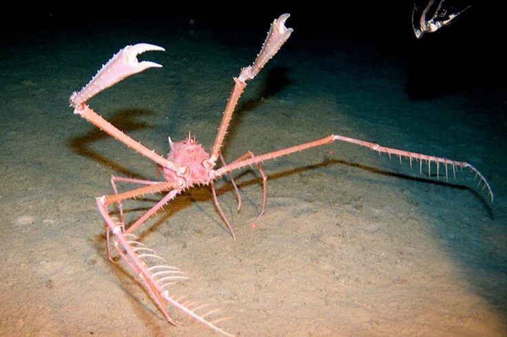 Создать мем: deep sea gigantism, macrocheira kaempferi, японский краб паук