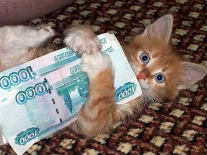 Создать мем: деньги, открытки про зарплату, котик с деньгами
