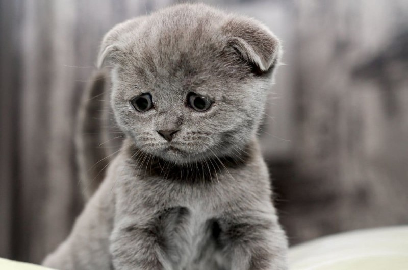 Create meme: The lop - eared Briton is blue - eyed, cute sad cat, cat sad