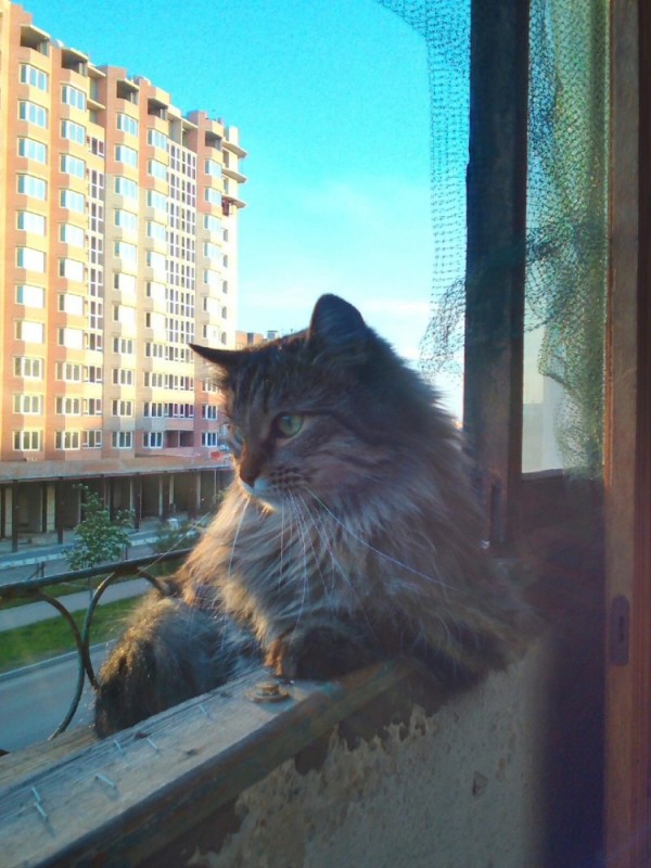 Create meme: cat on the balcony, the cat on the window, the cat on the window