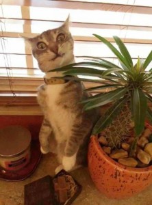 Создать мем: кот с кактусом смешные картинки, кошка, котик и кактус