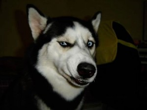 Create meme: dog husky, husky, Siberian husky