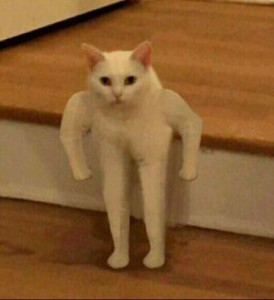 Create meme: cat, meme white cat on two legs, cat meme