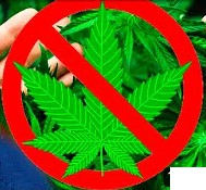 Create meme: medicinal marijuana, hemp leaf, Cannabis is prohibited