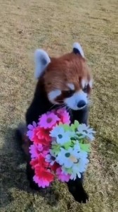 Создать мем: красная панда несет цветы, красная панда милая, животное красная панда