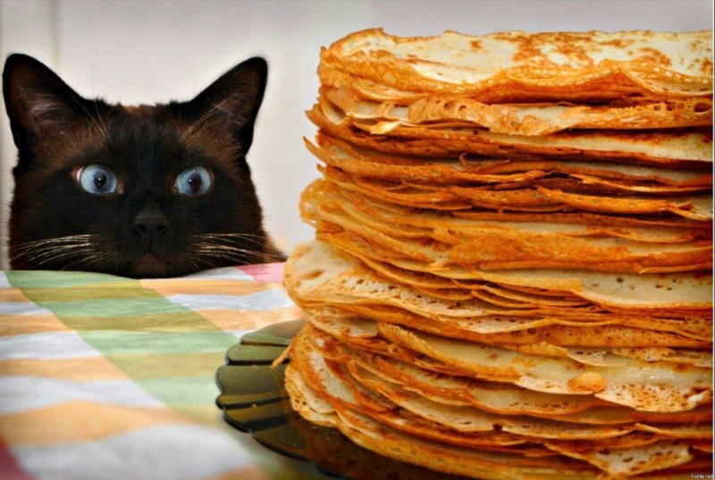 Create meme: cat with pancakes, cats and pancakes, cat and pancakes